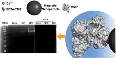 Graphical abstract: Magnetic chelating nanoprobes for enrichment and selective recovery of metalloproteases from human saliva
