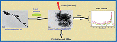Graphical abstract: A gold nanopopcorn attached single-walled carbon nanotube hybrid for rapid detection and killing of bacteria