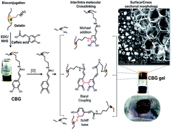 Graphical abstract: In vitro and in vivo assessments of a 3-(3,4-dihydroxyphenyl)-2-propenoic acid bioconjugated gelatin-based injectable hydrogel for biomedical applications