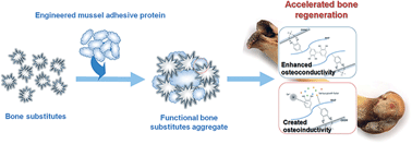 Graphical abstract: Engineered mussel bioglue as a functional osteoinductive binder for grafting of bone substitute particles to accelerate in vivo bone regeneration