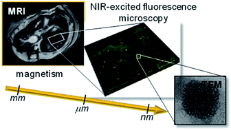 Graphical abstract: Highly cohesive dual nanoassemblies for complementary multiscale bioimaging