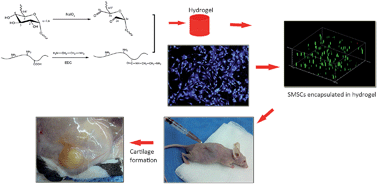 Graphical abstract: Fabrication of modified dextran–gelatin in situ forming hydrogel and application in cartilage tissue engineering