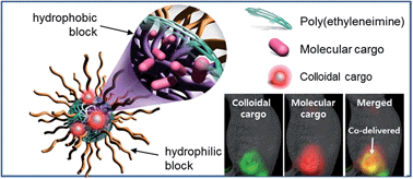 Graphical abstract: Amphiphilized poly(ethyleneimine) nanoparticles: a versatile multi-cargo carrier with enhanced tumor-homing efficiency and biocompatibility