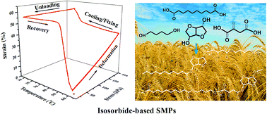 Graphical abstract: Synthesis and characterization of biobased isosorbide-containing copolyesters as shape memory polymers for biomedical applications