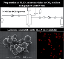 Graphical abstract: Preparation of polymeric particles in CO2 medium using non-toxic solvents: discussions on the mechanism of particle formation