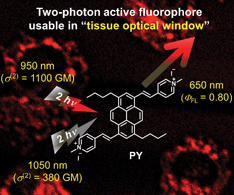 Graphical abstract: A novel pyrene-based two-photon active fluorescent dye efficiently excited and emitting in the ‘tissue optical window (650–1100 nm)’