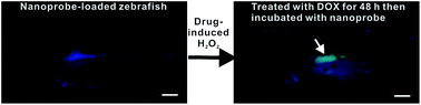 Graphical abstract: A ratiometric fluorescent nanoprobe for H2O2 sensing and in vivo detection of drug-induced oxidative damage to the digestive system