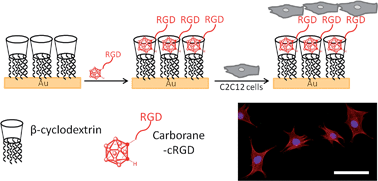 Graphical abstract: Carborane–β-cyclodextrin complexes as a supramolecular connector for bioactive surfaces