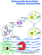 Graphical abstract: Bactericidal magnetic nanoparticles with iodine loaded on surface grafted poly(N-vinylpyrrolidone)