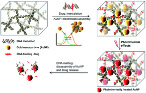 Graphical abstract: Light-responsible DNA hydrogel–gold nanoparticle assembly for synergistic cancer therapy