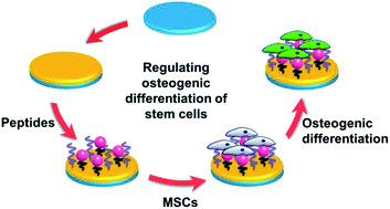 Graphical abstract: The synergistic effect of a BMP-7 derived peptide and cyclic RGD in regulating differentiation behaviours of mesenchymal stem cells