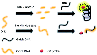 Graphical abstract: A G-triplex luminescent switch-on probe for the detection of mung bean nuclease activity