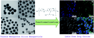 Graphical abstract: Tunable stellate mesoporous silica nanoparticles for intracellular drug delivery