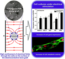 Graphical abstract: Smart electroconductive bioactive ceramics to promote in situ electrostimulation of bone