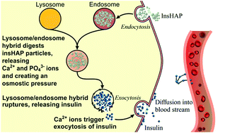 Graphical abstract: Insulin-loaded hydroxyapatite combined with macrophage activity to deliver insulin for diabetes mellitus