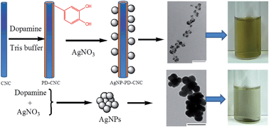 Graphical abstract: Enhanced colloidal stability and antibacterial performance of silver nanoparticles/cellulose nanocrystal hybrids