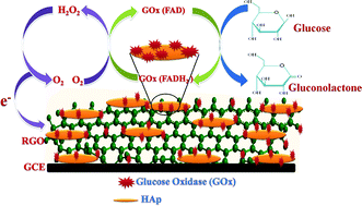 Graphical abstract: Enzymatic electrochemical glucose biosensors by mesoporous 1D hydroxyapatite-on-2D reduced graphene oxide