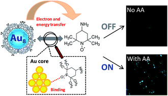 Graphical abstract: Interactions of nitroxide radicals with dendrimer-entrapped Au8-clusters: a fluorescent nanosensor for intracellular imaging of ascorbic acid