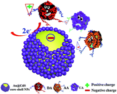 Graphical abstract: Designed self-assembled hybrid Au@CdS core–shell nanoparticles with negative charge and their application as highly selective biosensors