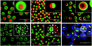 Graphical abstract: Designing compartmentalized hydrogel microparticles for cell encapsulation and scalable 3D cell culture