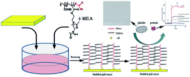 Graphical abstract: Antifouling property of monothiol-terminated bottle-brush poly(methylacrylic acid)-graft-poly(2-methyl-2-oxazoline) copolymer on gold surfaces