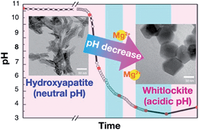 Graphical abstract: Phase transformation from hydroxyapatite to the secondary bone mineral, whitlockite
