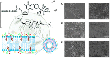 Graphical abstract: Cationic liposomes as efficient nanocarriers for the drug delivery of an anticancer cholesterol-based ruthenium complex