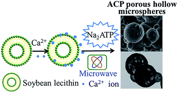 Graphical abstract: Porous hollow microspheres of amorphous calcium phosphate: soybean lecithin templated microwave-assisted hydrothermal synthesis and application in drug delivery