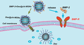 Graphical abstract: A dual-delivery system of pH-responsive chitosan-functionalized mesoporous silica nanoparticles bearing BMP-2 and dexamethasone for enhanced bone regeneration