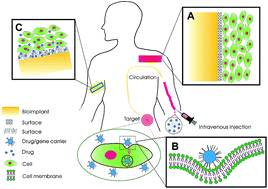 Graphical abstract: Engineering and functionalization of biomaterials via surface modification
