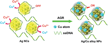 Graphical abstract: A novel biosensor for copper(ii) ions based on turn-on resonance light scattering of ssDNA templated silver nanoclusters