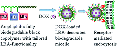 Graphical abstract: Biodegradable glycopolymer-b-poly(ε-caprolactone) block copolymer micelles: versatile construction, tailored lactose functionality, and hepatoma-targeted drug delivery