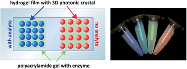 Graphical abstract: A photonic crystal based sensing scheme for acetylcholine and acetylcholinesterase inhibitors