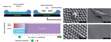Graphical abstract: Self-assembled binary colloidal crystal monolayers as cell culture substrates