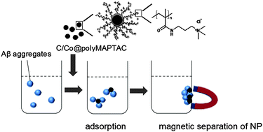 Graphical abstract: Adsorption and separation of amyloid beta aggregates using ferromagnetic nanoparticles coated with charged polymer brushes