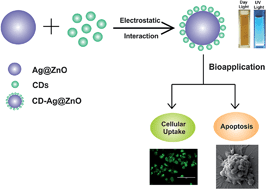 Graphical abstract: Dual-functional carbon dots–silver@zinc oxide nanocomposite: in vitro evaluation of cellular uptake and induction of apoptosis