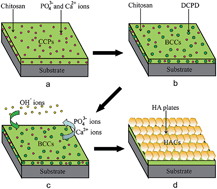 Graphical abstract: Hydroxyapatite coatings with oriented nanoplate arrays: synthesis, formation mechanism and cytocompatibility