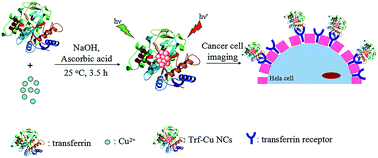 Graphical abstract: Transferrin-directed preparation of red-emitting copper nanoclusters for targeted imaging of transferrin receptor over-expressed cancer cells