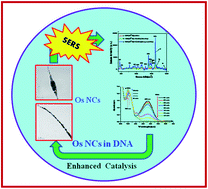 Graphical abstract: Self-assembled wire-like and honeycomb-like osmium nanoclusters (NCs) in DNA with pronounced catalytic and SERS activities