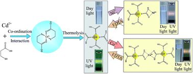 Graphical abstract: A single source-precursor route for the one-pot synthesis of highly luminescent CdS quantum dots as ultra-sensitive and selective photoluminescence sensor for Co2+ and Ni2+ ions