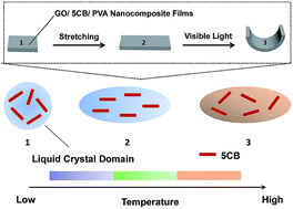 Graphical abstract: Photomechanical response of polymer-dispersed liquid crystals/graphene oxide nanocomposites