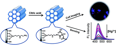 Graphical abstract: A facile and in situ approach to fluorescent mesoporous silica and its applications in sensing and bioimaging