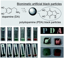 Graphical abstract: Biomimetic non-iridescent structural color materials from polydopamine black particles that mimic melanin granules