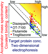 Graphical abstract: Zone analysis by two-dimensional electrophoresis with accelerator mass spectrometry of in vivo protein bindings of idiosyncratic hepatotoxicants troglitazone and flutamide bioactivated in chimeric mice with humanized liver