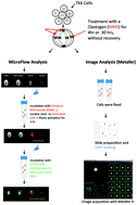 Graphical abstract: New approaches to advance the use of genetic toxicology analyses for human health risk assessment