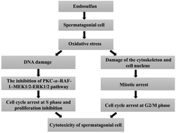 Graphical abstract: Endosulfan induced the arrest of the cell cycle through inhibiting the signal pathway mediated by PKC-α and damaging the cytoskeleton in spermatogonial cells of mice in vitro