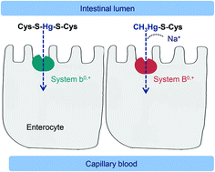 Graphical abstract: Participation of b0,+ and B0,+ systems in the transport of mercury bound to cysteine in intestinal cells