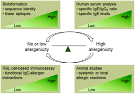 Graphical abstract: A modified weight-of-evidence approach to evaluate the allergenic potential of food proteins