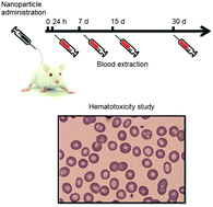 Graphical abstract: Hematotoxicity of magnetite nanoparticles coated with polyethylene glycol: in vitro and in vivo studies