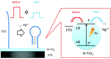 Graphical abstract: N-doped TiO2 based visible light activated label-free photoelectrochemical biosensor for detection of Hg2+ through quenching of photogenerated electrons